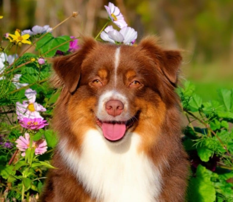 U'blue Des Bergers Du Maine