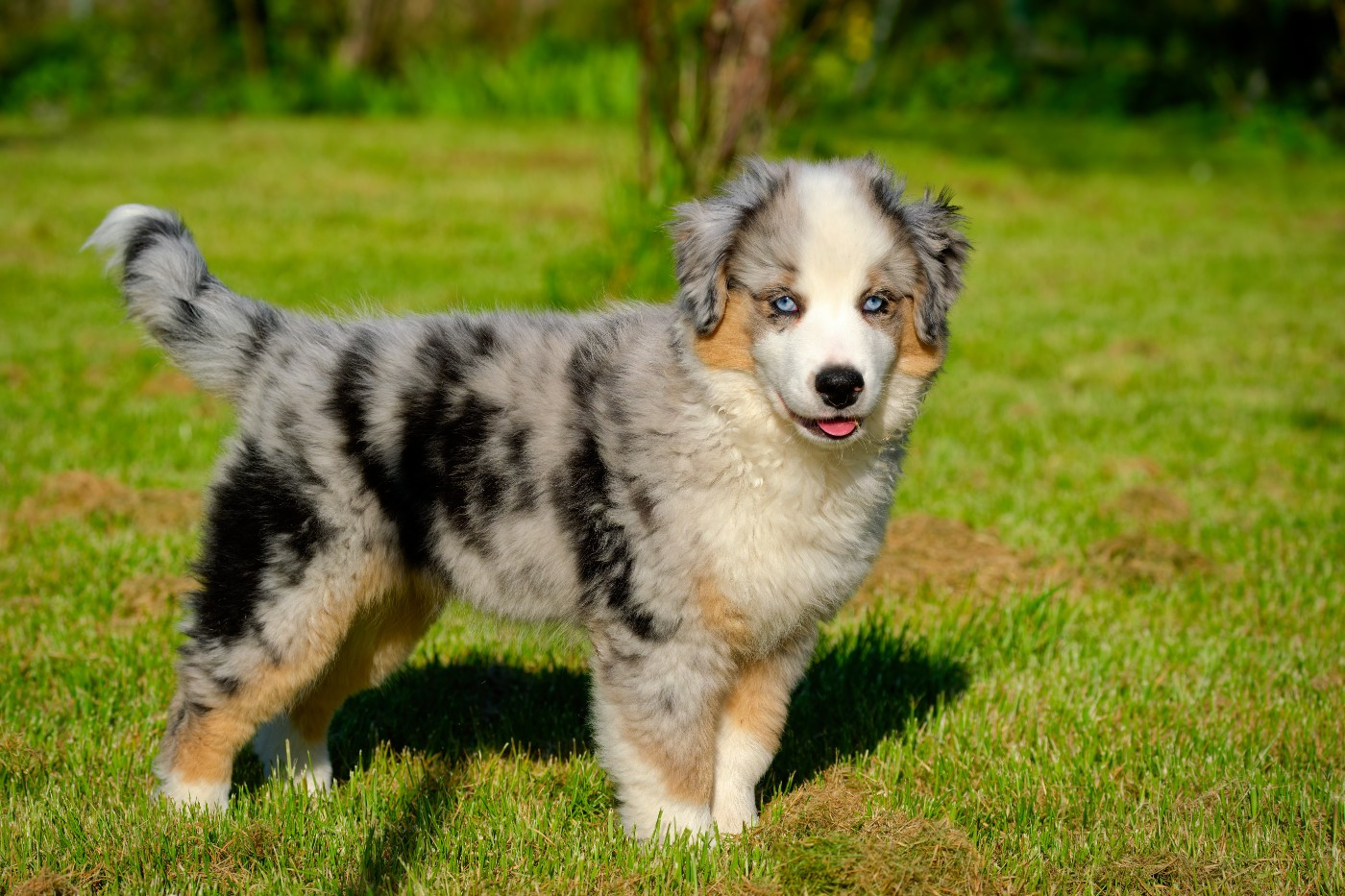 ANANAS Des P'tites Perles D'Alie