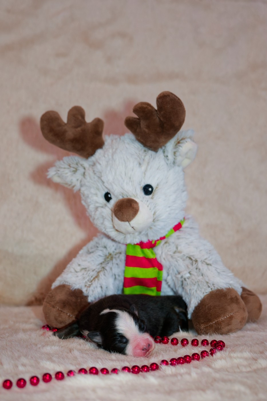 Des P'tites Perles D'Alie - Chiots disponibles - Berger Américain Miniature 