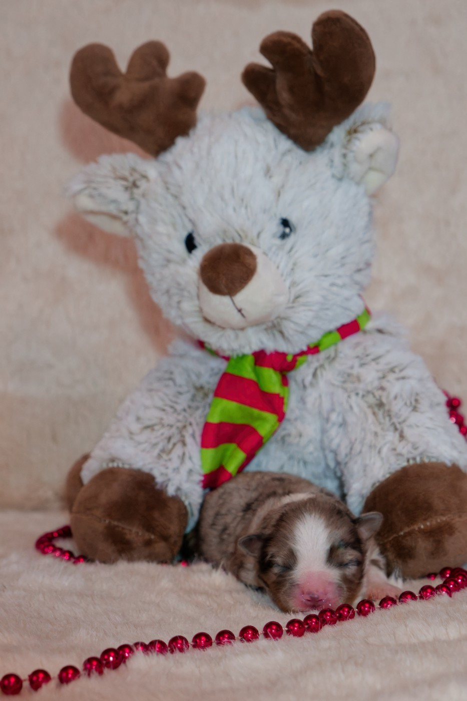 Des P'tites Perles D'Alie - Chiots disponibles - Berger Américain Miniature 