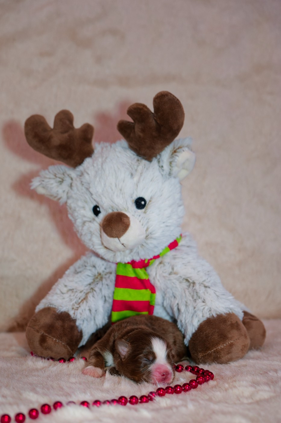 Des P'tites Perles D'Alie - Chiots disponibles - Berger Américain Miniature 