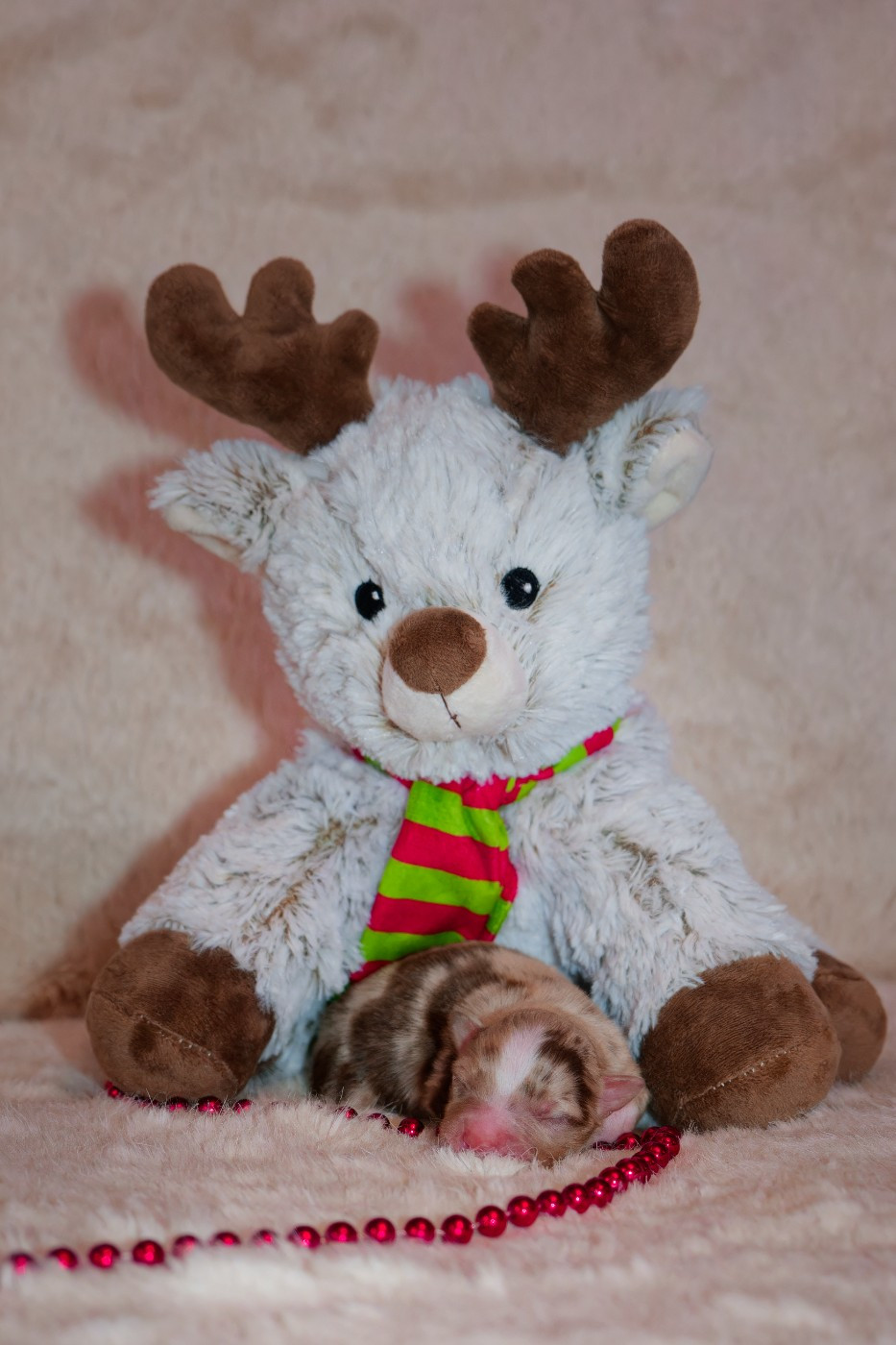 Des P'tites Perles D'Alie - Chiots disponibles - Berger Américain Miniature 