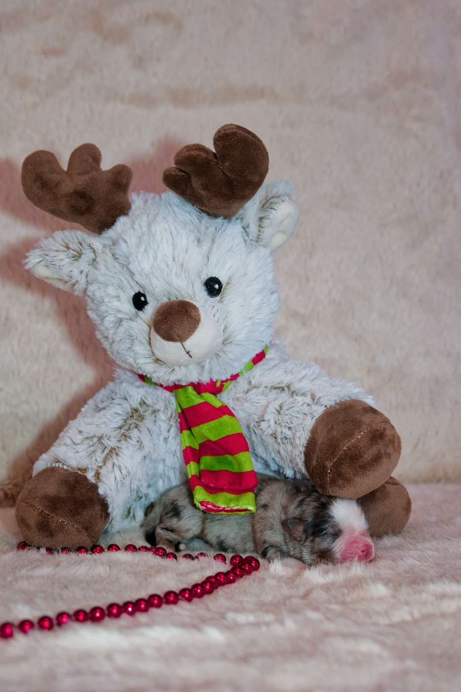 Des P'tites Perles D'Alie - Chiots disponibles - Berger Américain Miniature 