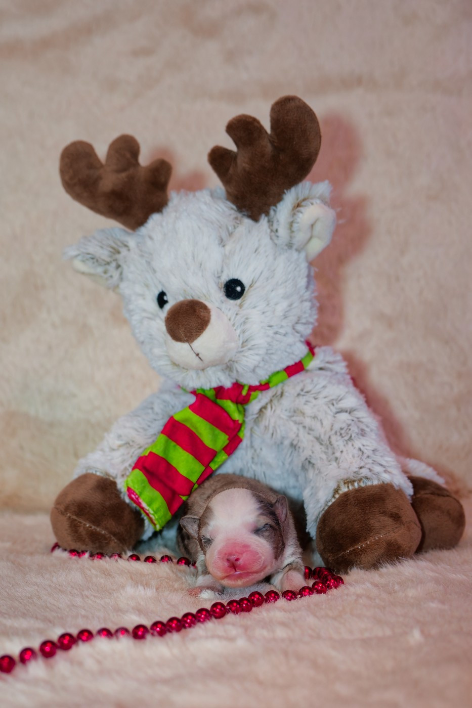 Des P'tites Perles D'Alie - Chiots disponibles - Berger Américain Miniature 