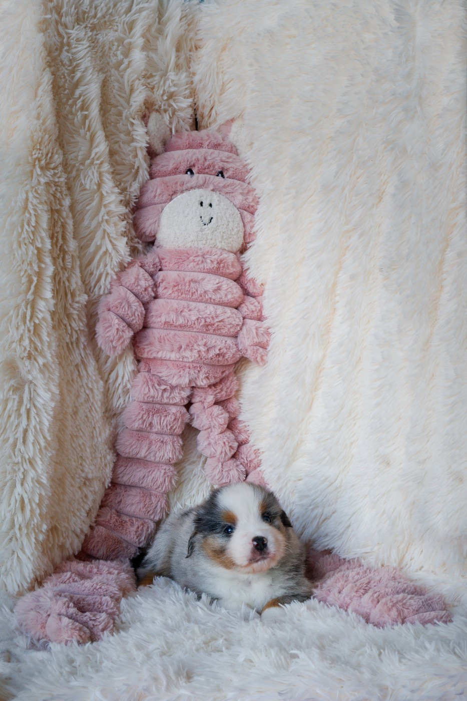 Des P'tites Perles D'Alie - Chiots disponibles - Berger Américain Miniature 