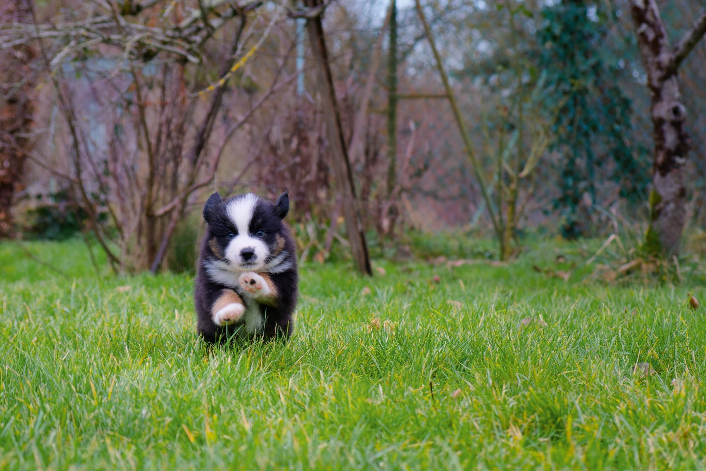 Des P'tites Perles D'Alie - Chiots disponibles - Berger Américain Miniature 