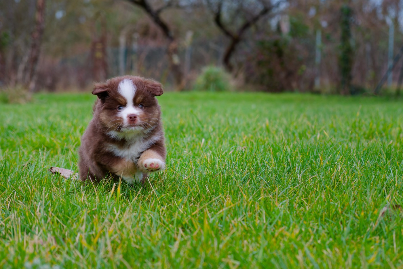 Des P'tites Perles D'Alie - Chiots disponibles - Berger Américain Miniature 