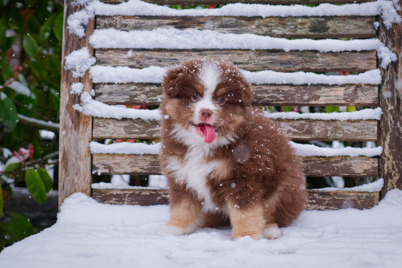 Des P'tites Perles D'Alie - Chiots disponibles - Berger Américain Miniature 